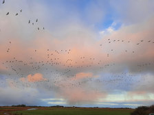 Nordfriesland-Natur-Vielfalt